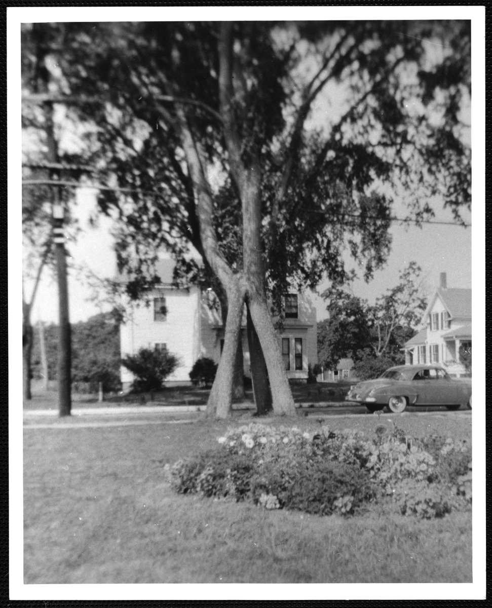 The four-trunk elm tree, about 1955.